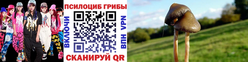 Псилоцибиновые грибы Psilocybine cubensis  Куртамыш 